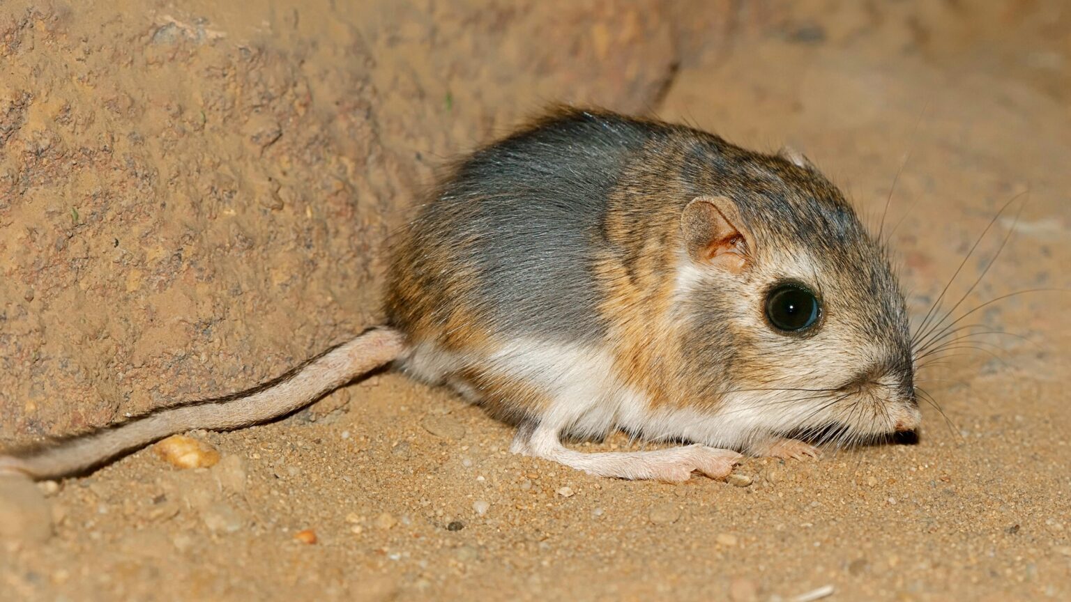 Kangaroo Rat Lives Without Water In Hindi 