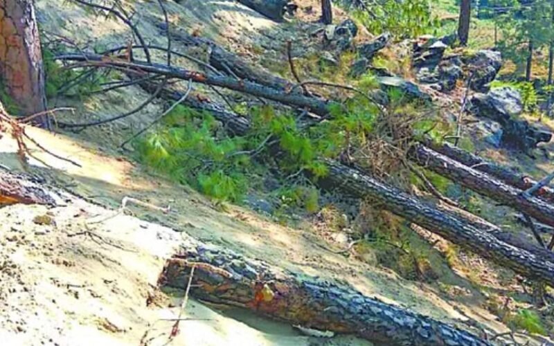 Major Revelation: Timber Smugglers Linked to Himachal Pradesh and Uttar Pradesh in Illegal Tree Cutting Case