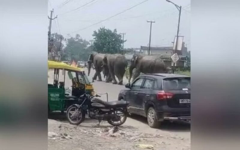 Elephants Threaten Commuters on Haridwar-Laksar National Highway near Missarpur in Haridwar